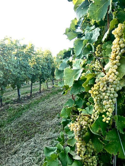 شقة Relax Nelle Colline Del Prosecco Pederobba المظهر الخارجي الصورة